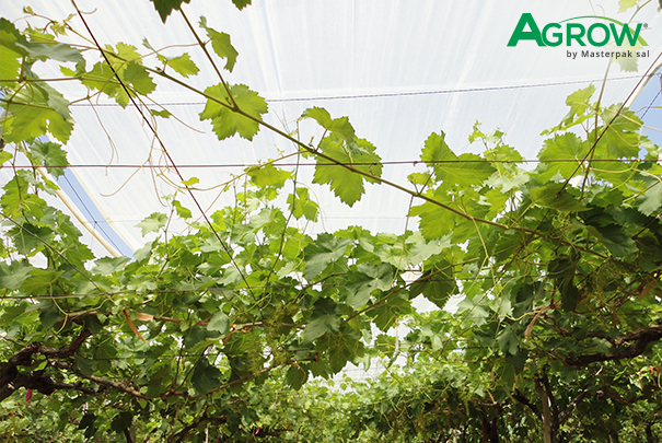 Grapevine Cover Film