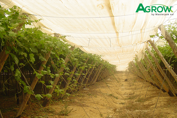 Grapevine Cover Film