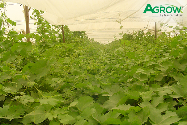 Grapevine Cover Film