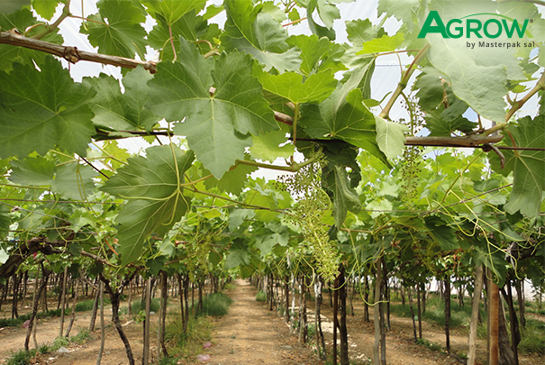 Grapevine Cover Film