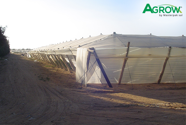 Grapevine Cover Film