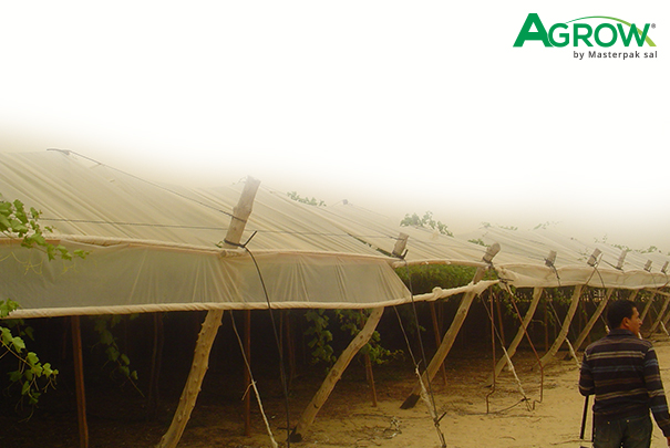 Grapevine Cover Film