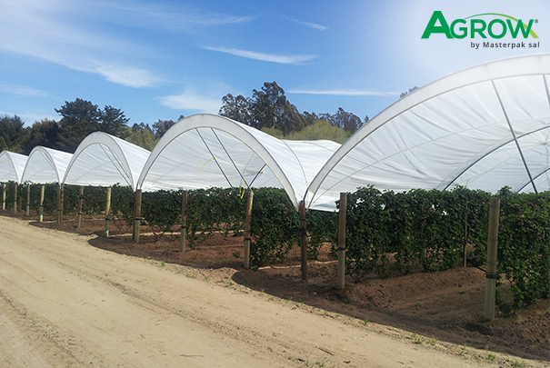 Greenhouse Cover Films