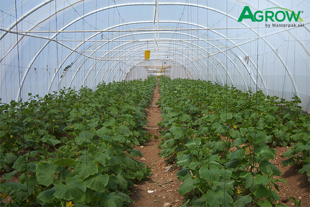 Greenhouse Cover Films