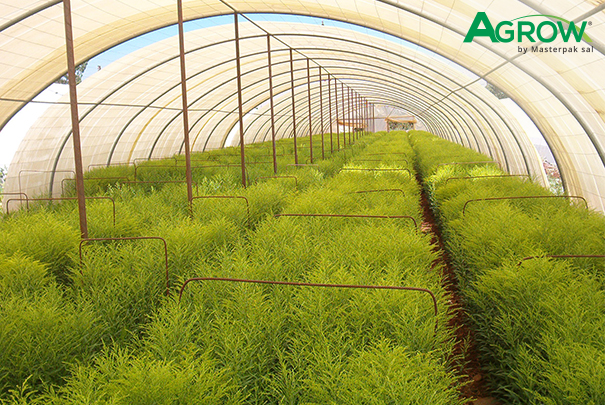 Greenhouse Cover Films