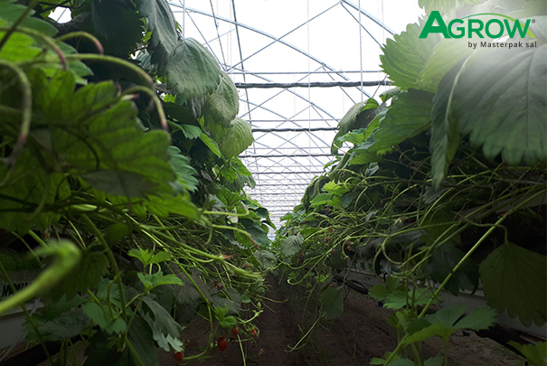 Hydroponic Gully Film