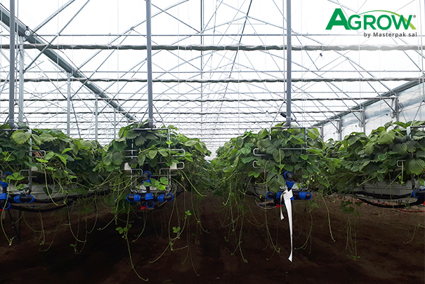 Hydroponic Gully Film