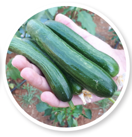 Cucumber