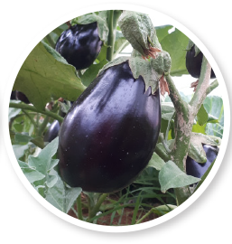 Eggplant