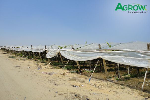Coberturas Plásticas para Viñedos