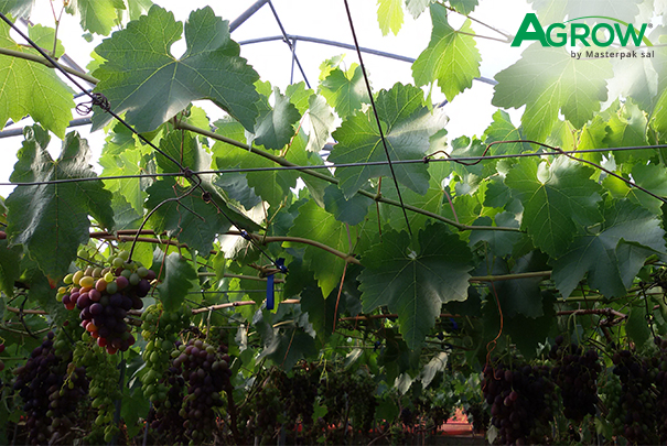 Coberturas Plásticas para Viñedos