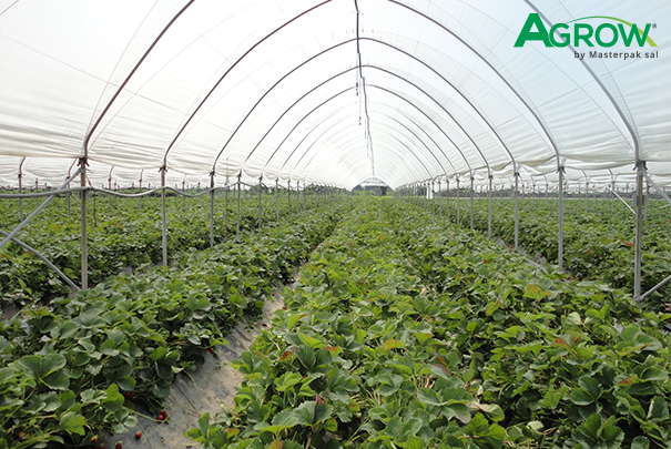 Film para Invernadero