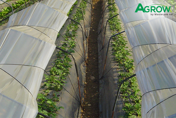 Plástico para Túneles Bajos