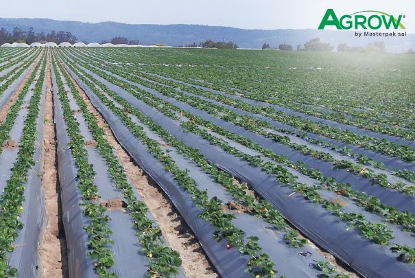 Acolchado de Plástico