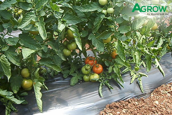 Acolchado de Plástico