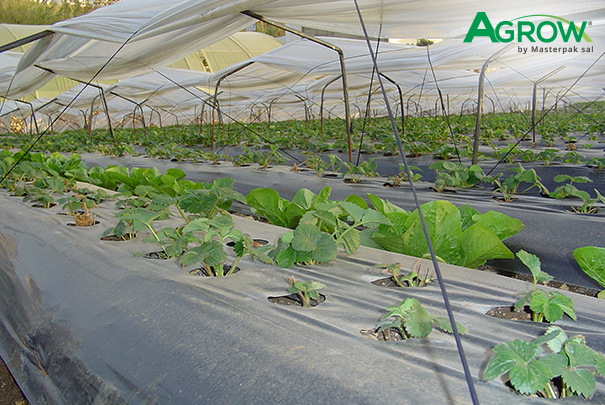 Acolchado de Plástico