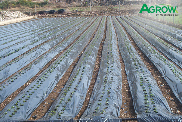 Acolchado de Plástico