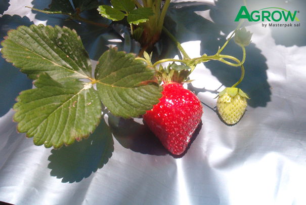 Acolchado de Plástico